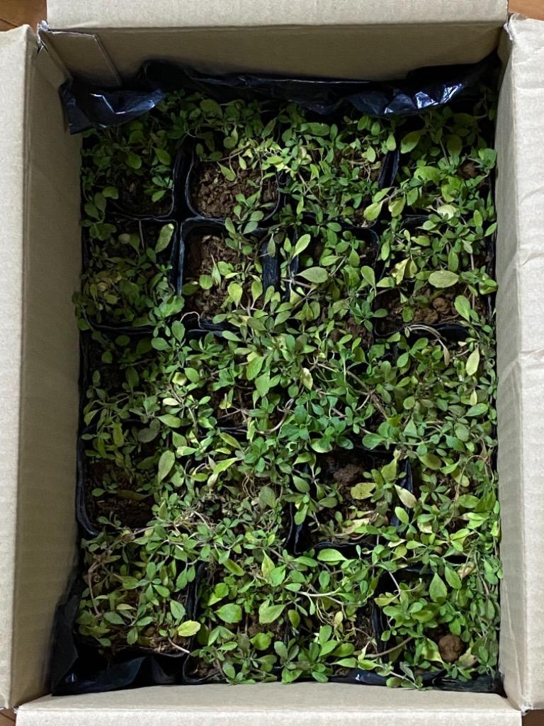 ヒメイワダレソウ(リピア)20Potセット・苗 雑草対策 白花 ヒメイワダレソウ(リピア)20Potセット・苗 雑草対策 白花