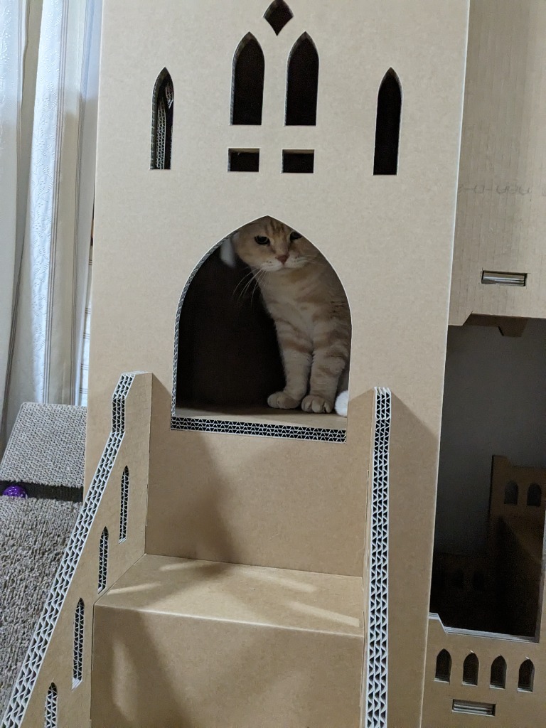 レビュー画像