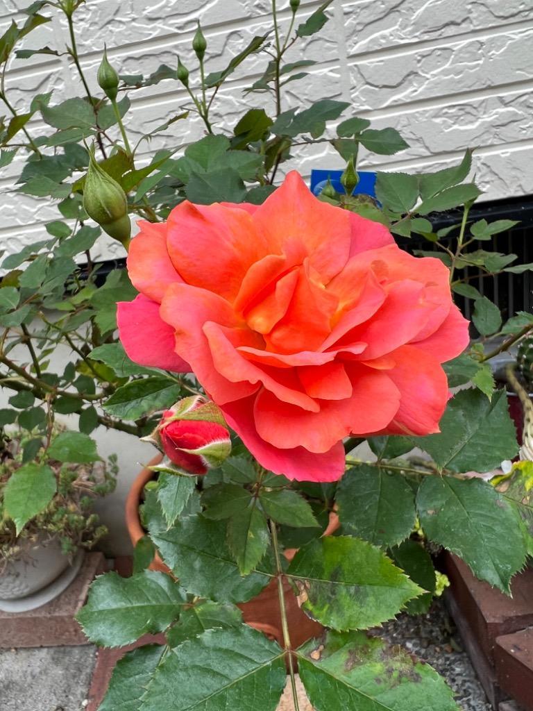 ディズニーランド・ローズ（バラ苗：四季咲き中輪房咲き系） 大苗