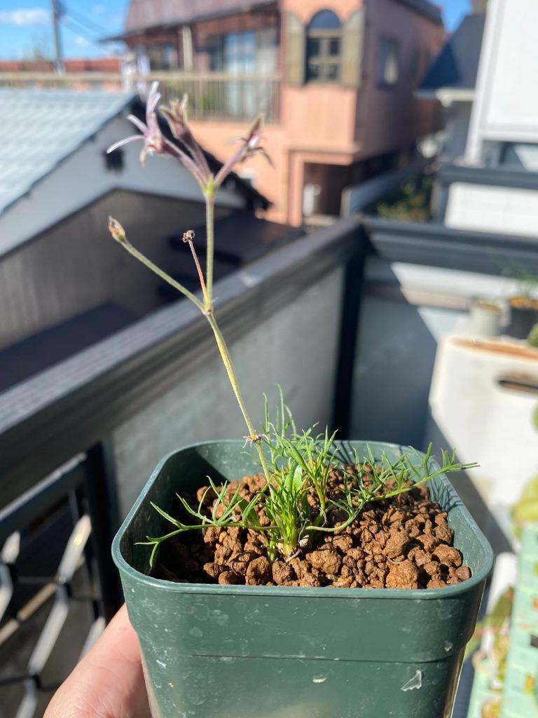 Pelargonium caledonicum divided leaf/ペラルゴニウム・カレドニクム強分岐個体  :Pelacaledonicumdividedleaf:大木ナーサリー 通販 