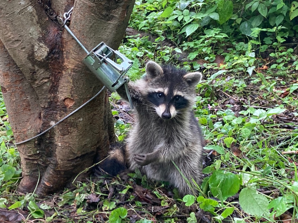 アラホール 8個セット アライグマ専用捕獲機 鉄製 (本体20cm 直径3cm 重さ500ｇ) 農作物被害 駆除 捕獲機 罠 わな猟 獣 狩猟  ハクビシン : 8h : 太田製作所ヤフー店 - 通販 - Yahoo!ショッピング