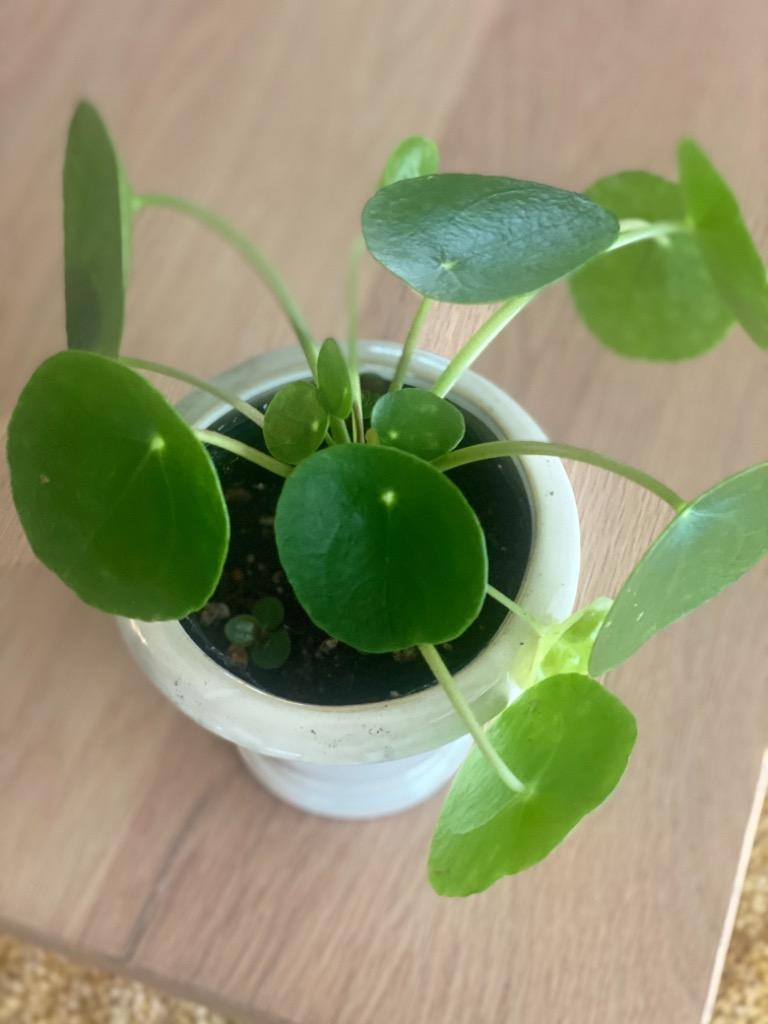 ピレア ペペロミオイデス 黒か白の選べる丸陶器 ソーサー付き 観葉植物 おしゃれ お祝い プレゼント ギフト 風水 種類一覧 父の日 お得クーポン発行中