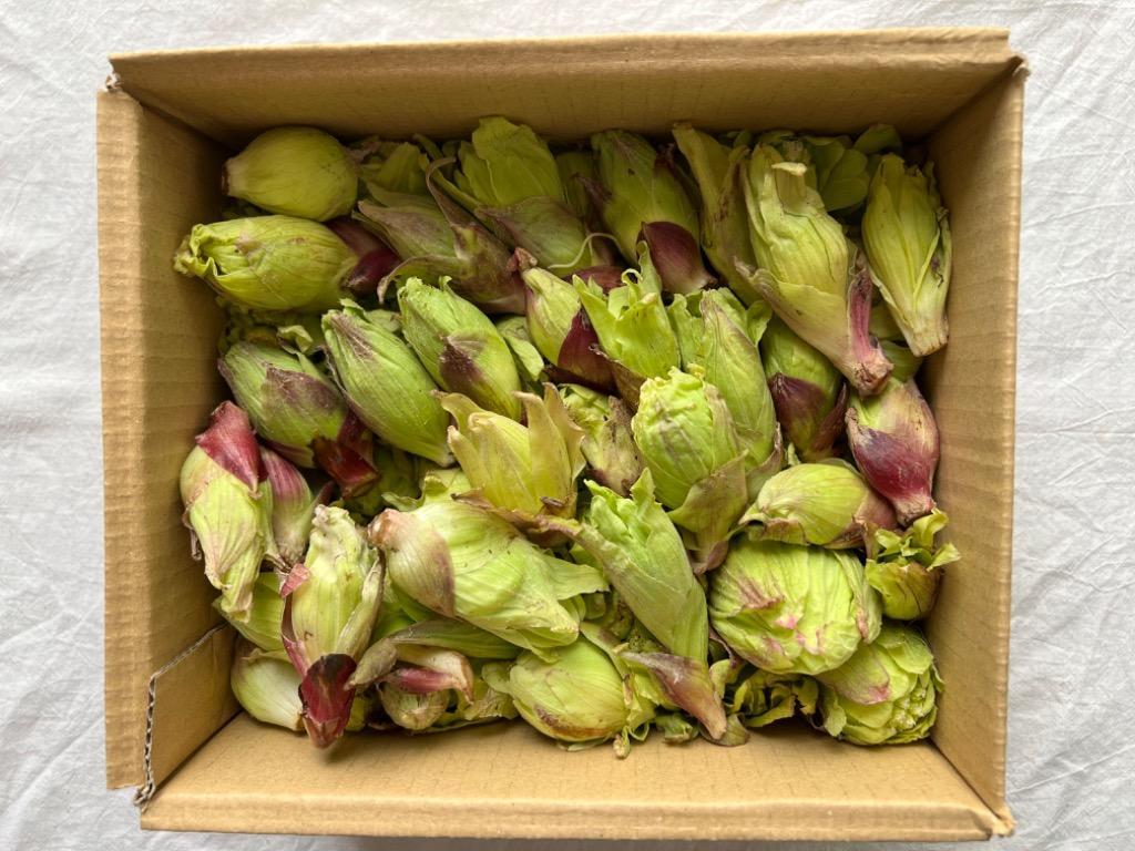 天然 山菜 フキノトウ 500g 春の味覚 山の幸 採りたて 産地直送