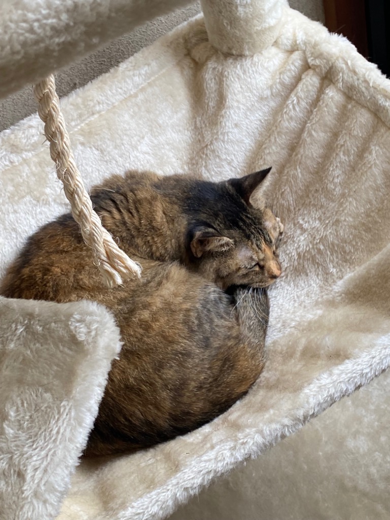 HAMI PET キャットタワー 据え置き 猫タワー 木製 猫 爪とぎ 猫
