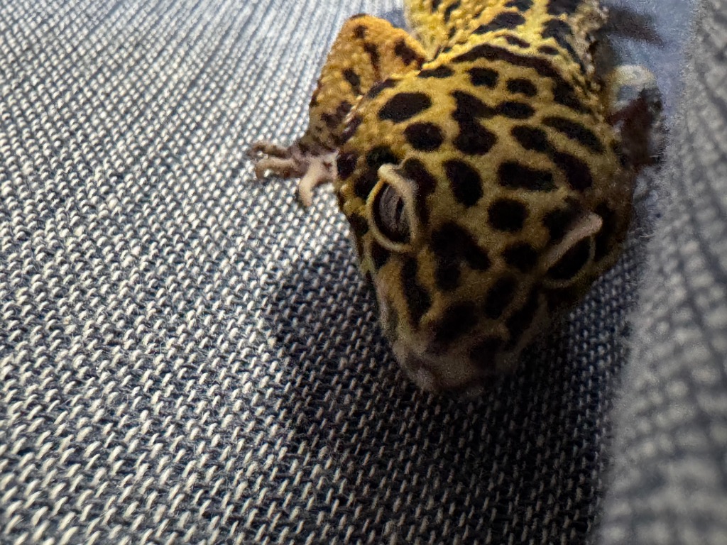 全体のレビュー画像 | 1-0