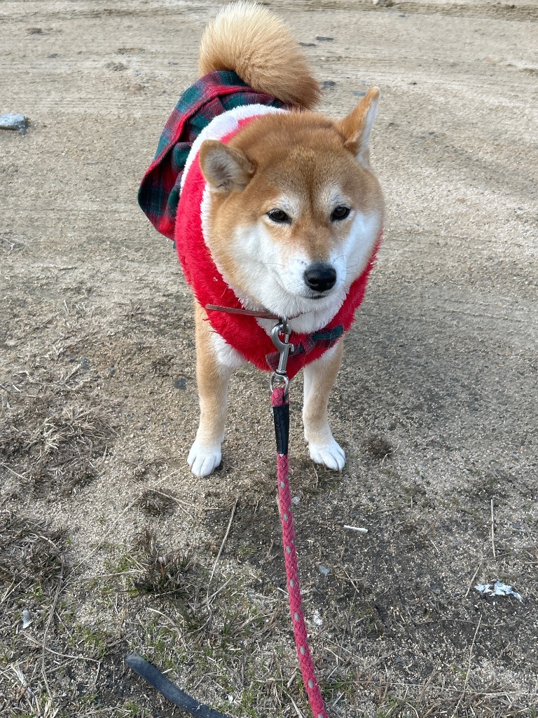 芝犬サンタ foxrepublic_postcard-dog-sh2-13