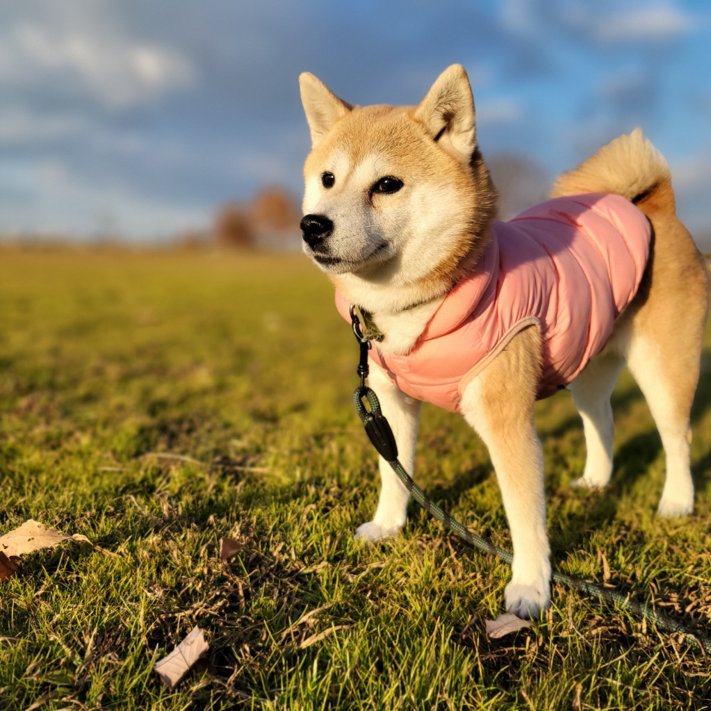 犬 服 柴犬 冬服 アウター 防寒 暖かい 中型犬 超軽量 中綿 犬 服 柴犬 冬服 アウター 防寒 暖かい 中型犬 超軽量 中綿
