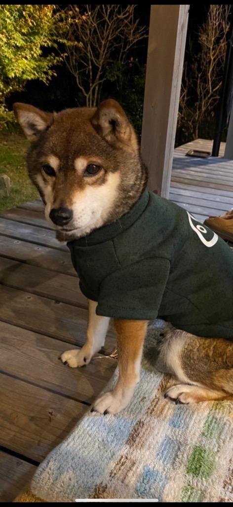 犬 服 犬服 柴犬 豆柴 中型犬 犬用品 秋冬 中厚手 ニット