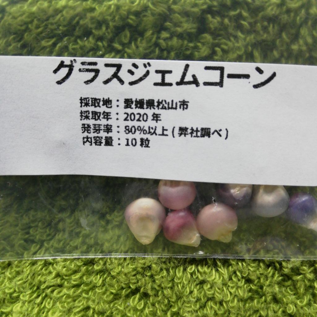 【超高級品種】美しすぎるトウモロコシ・グラスジェムコーンの種（１０粒入り）【送料無料】