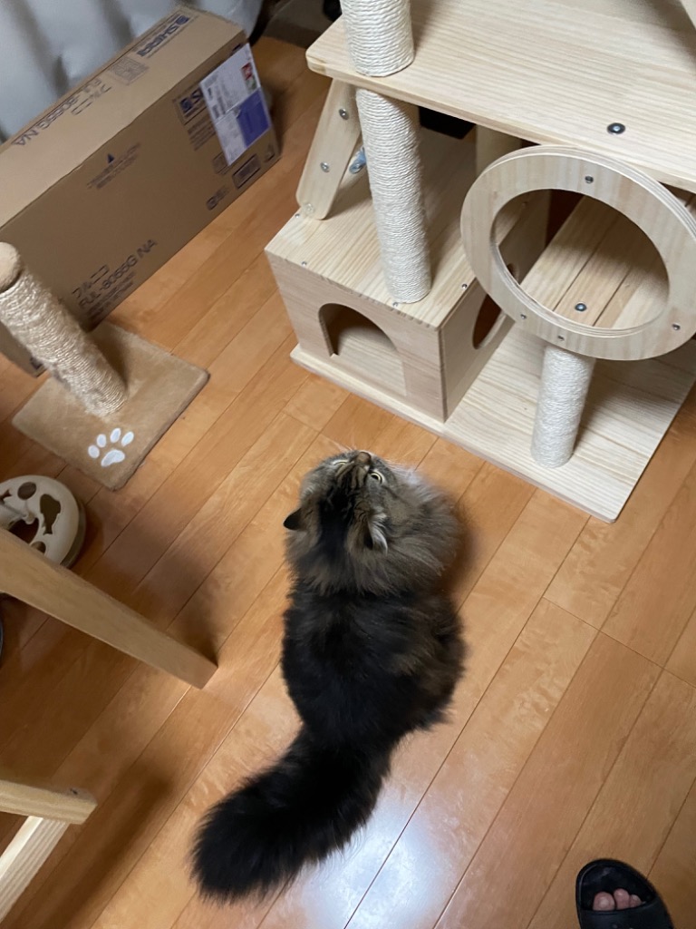 レビュー画像