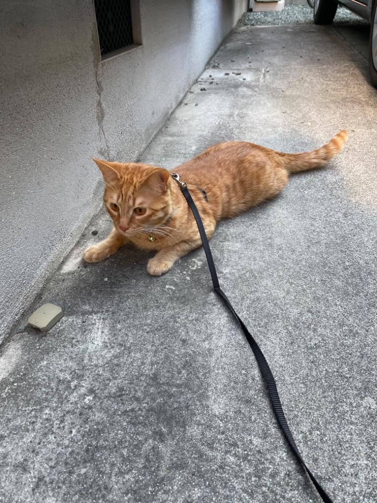 全体のレビュー画像 | 1-0