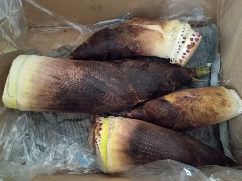 早掘り筍3キロ