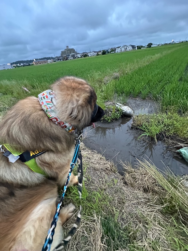 1件目のレビュー画像 | 2
