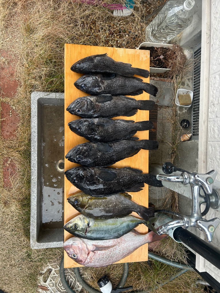 大郷屋 B-VOLOST 海上釣堀脈釣王370 高感度海上釣堀竿 OZATOYA