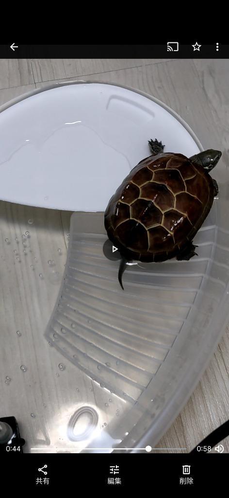 カメの水槽 大きい 亀の水槽 水槽 飼育ケース タートルタンク カメの水槽 大きい 亀の水槽 水槽 飼育ケース タートルタンク