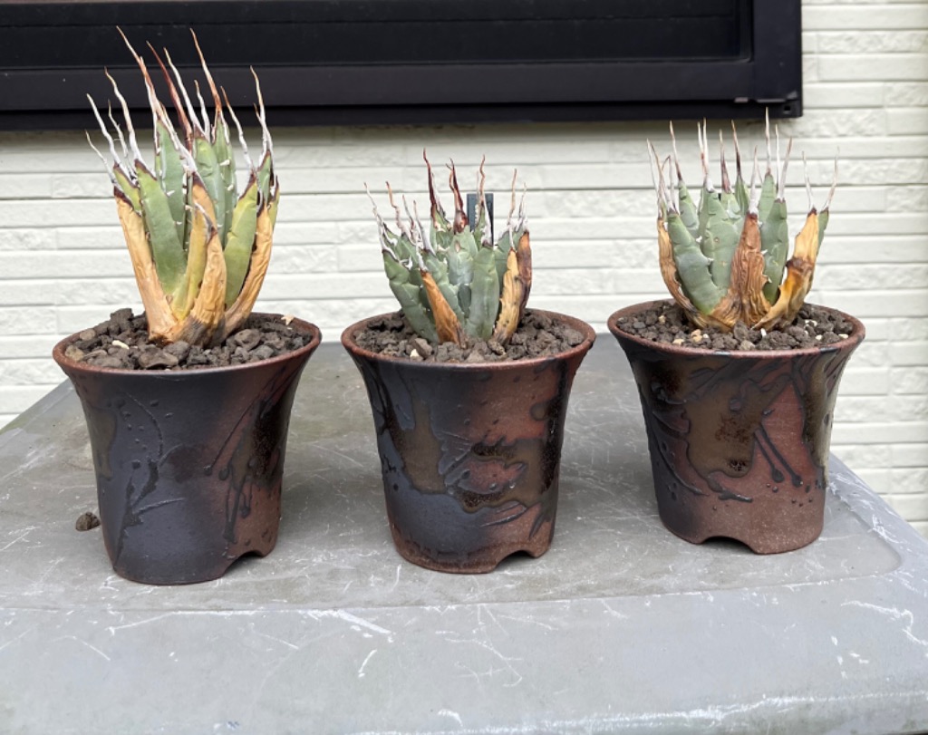 Kaiju Plant 萬古焼 3.5号 陶器鉢 ラッパ アガベ 多肉 塊根 用