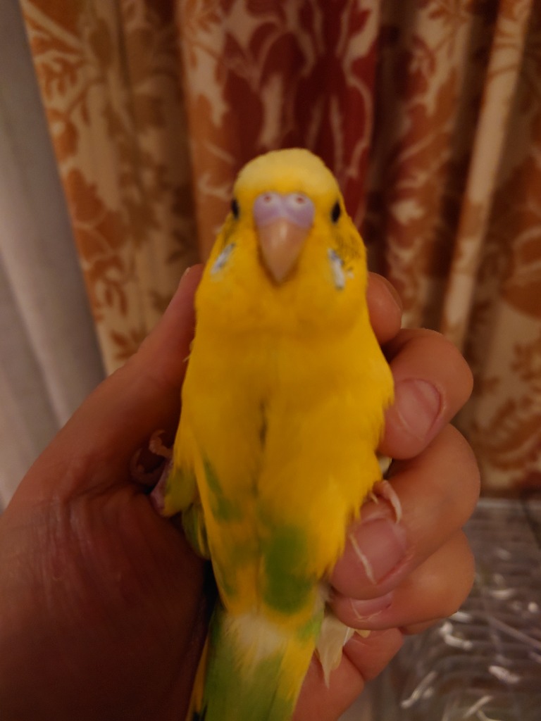 イースター 【セキセイインコ用】YEASTER リトルバードセレクション