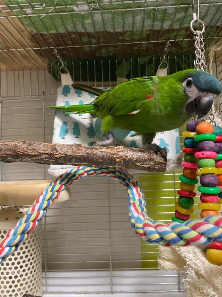 独特な Rainbow ペンギンのさんかくトンネル グリーン×Mサイズ インコ オウム 鳥 ベッド バード テント おもちゃ  leyendadelparamo.es