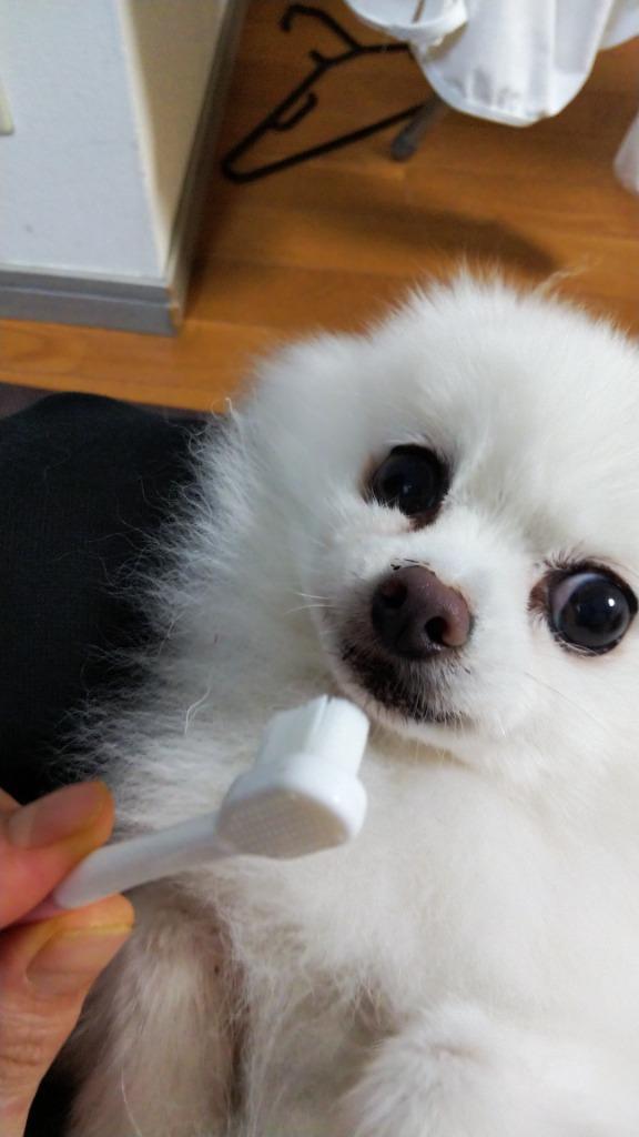 犬 猫 歯ブラシ 歯磨き 嫌がらない 星柄 超柔で極小 小型犬 :teethbrush2:Pecreeヤフー店 - 通販 - Yahoo!ショッピング