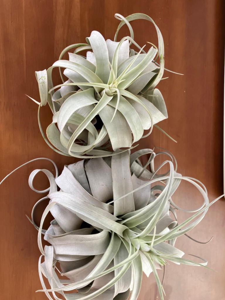 キセログラフィカ S サイズ約12〜14cm エアプランツ エアー