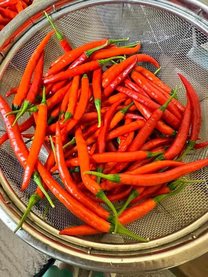 常温宅配便・送料無料】国産 生 赤唐辛子 辛口 500g 生鮮品 千葉