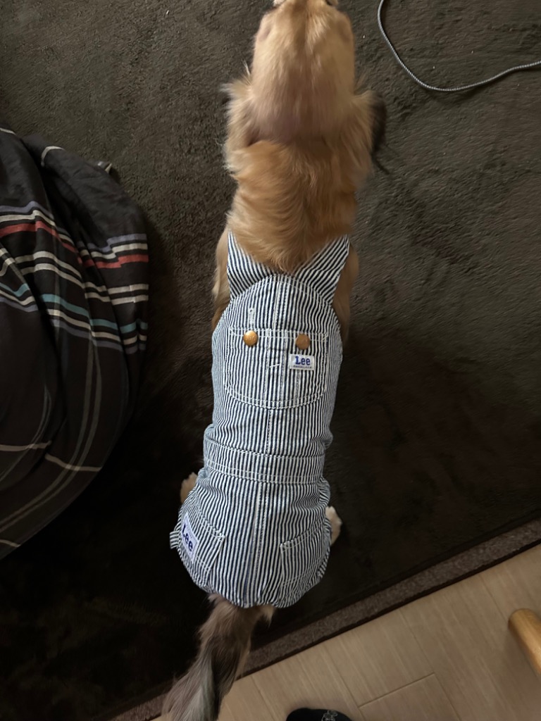 Lee Lee 犬 服 春 ヒッコリー オーバーオール パンツつなぎ
