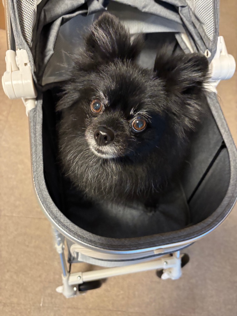 P10倍 犬 ペットカート バギー smooca mini ペットパラダイス ブラック