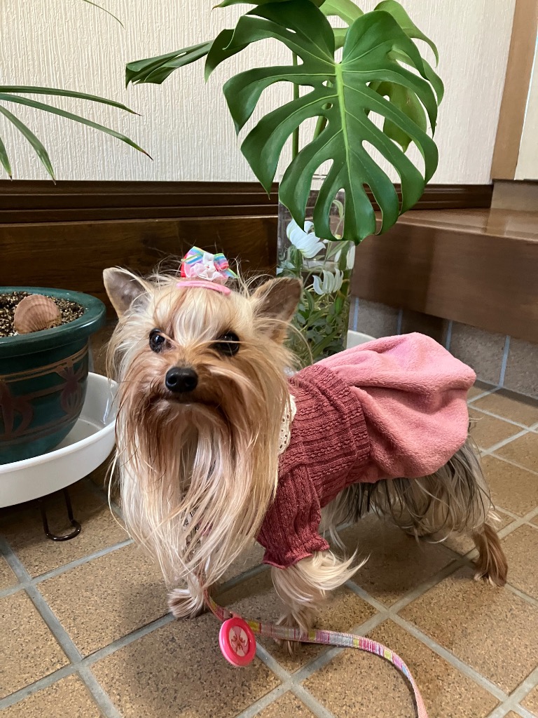 PET PARADISE（ペットパラダイス） サマーセール 犬 服 冬 レース 襟