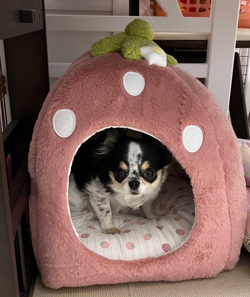 PET PARADISE ドーム型ペットハウス ベージュ PET PARADISE