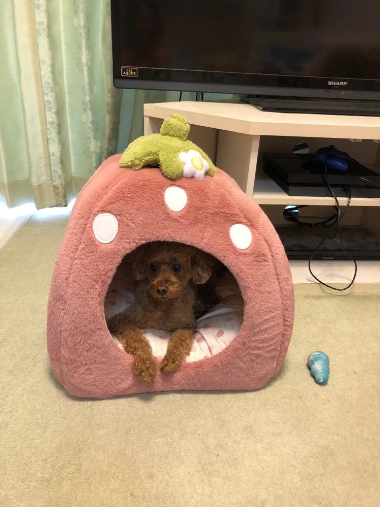PET PARADISE 　イチゴ　ハウス　L くすみ苺 ハウス L (45×45×46cm) / PET PARADISE | 【通販】雑貨