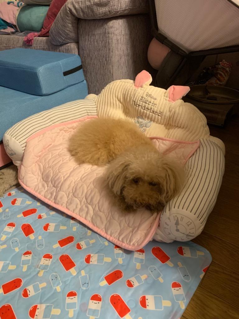 犬 猫 ベッド ペットベッド ソファー ソファーベッド 犬用ベッド 子犬 