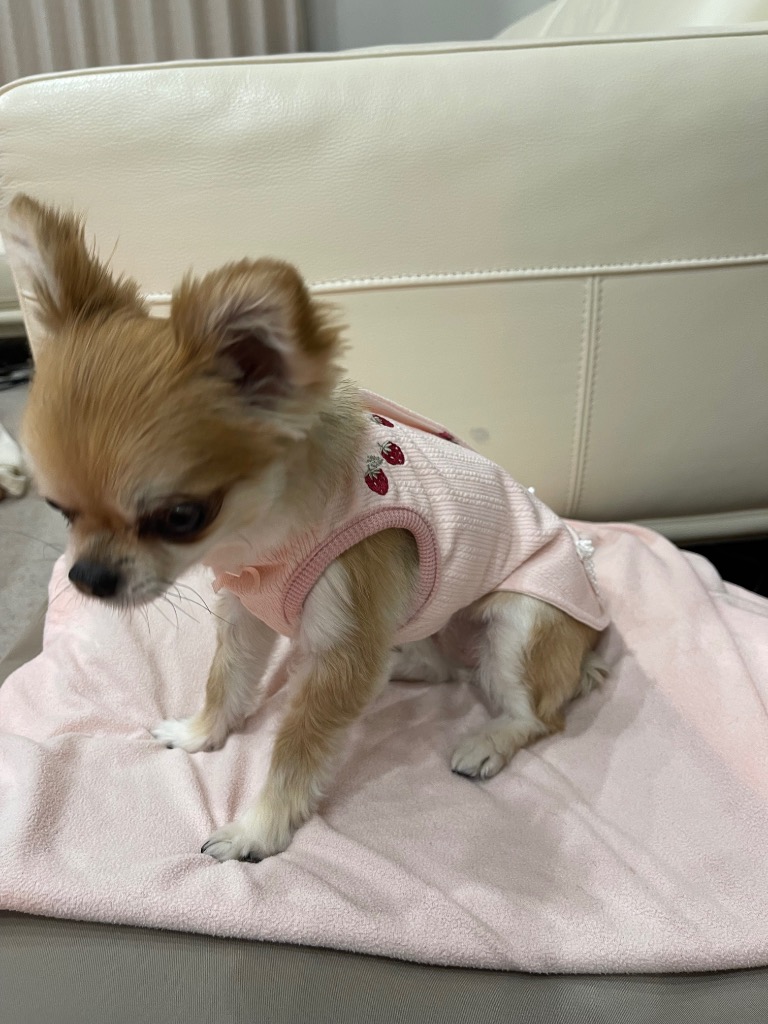 犬 服 春 苺 柄 やさしい ベスト 背中開き 着せやすい