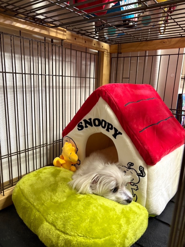 ポイント10倍 ペットハウス 室内用 犬 赤屋根 芝ハウス 〔 小
