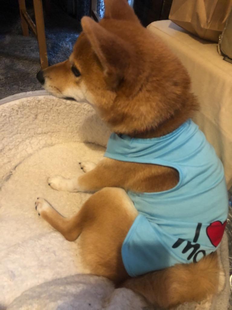 犬服  タンクトップ(Ｌ)  ꒡̈⃝Lily꒡̈⃝ハンドメイド  在庫処分品 sddefault.jpg