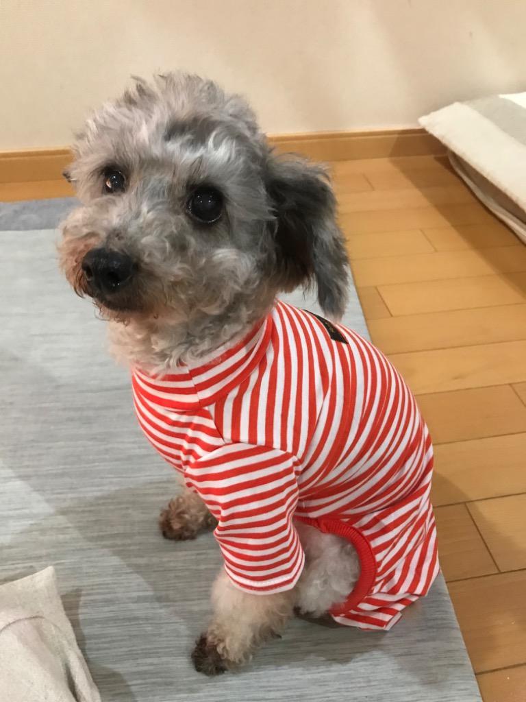 【オーダー】おおきな苺のハイネックロンT犬服 犬服】花柄ハイネックボーダーラグランTシャツ♪ | M's Diamond