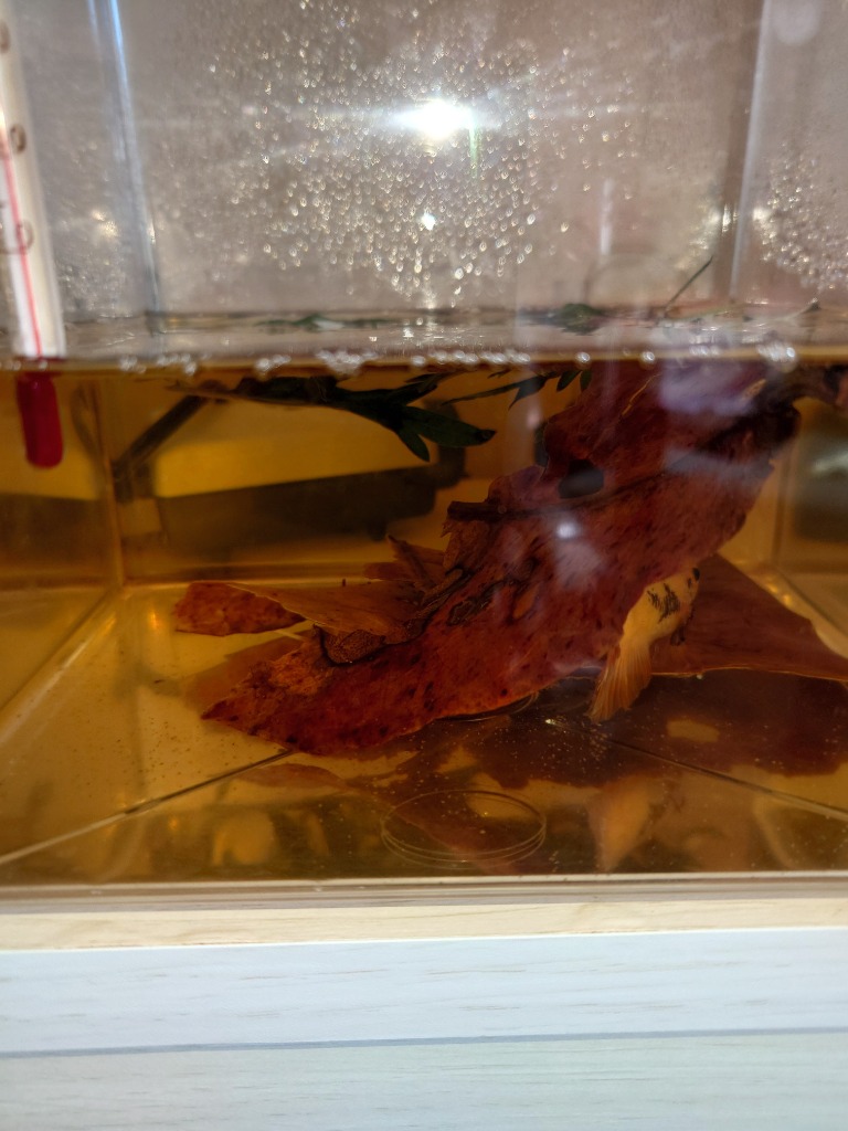 大小様々　無農薬マジックリーフ　天然ももたまな葉　1000　枚 大小様々 無農薬マジックリーフ 天然ももたまな葉 1000 枚 大小様々