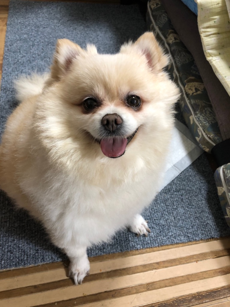 ヒルズ 食事療法食 犬用 メタボリックス 減量＆体重管理 ドライ 小粒