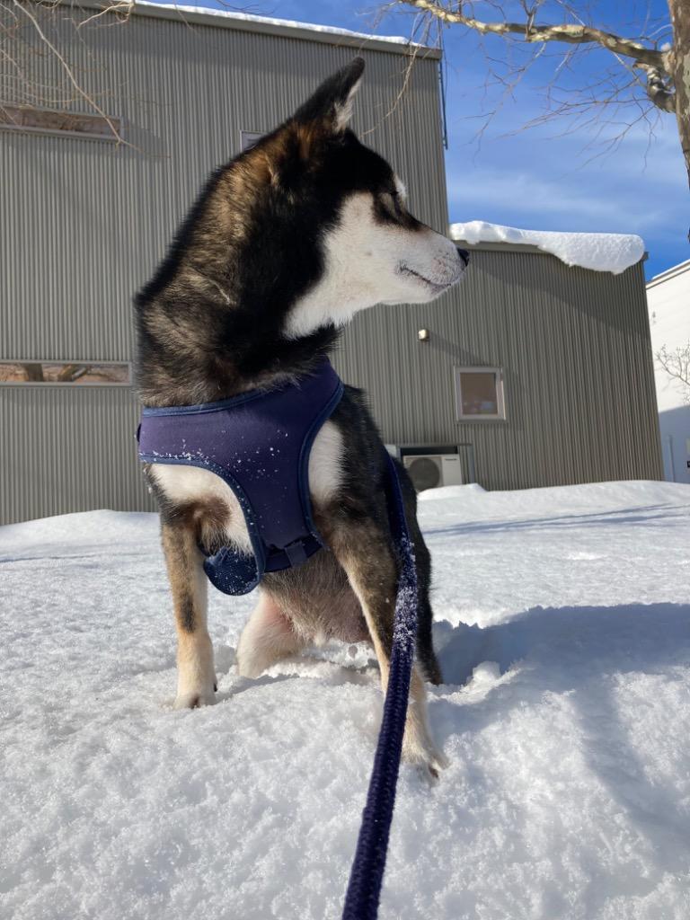 ヒルズ 食事療法食 犬用 ダームディフェンス 環境アレルギー＆皮膚ケア ドライ 7.5kg :0052742014081:ペットゴー ヤフー店 -  通販 - Yahoo!ショッピング