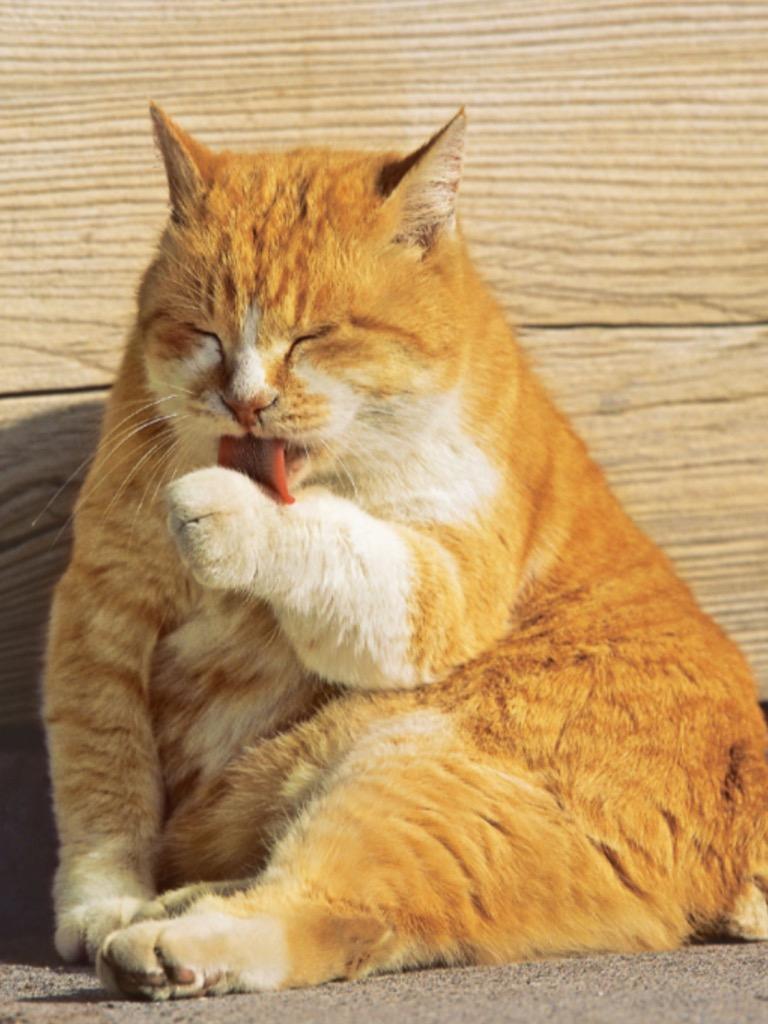 ●（賞味期限2023年9月）※賞味期限内に必ず与えてください日本ヒルズ　猫用　療法食　尿ケアc dマルチケア　2kg（6902)