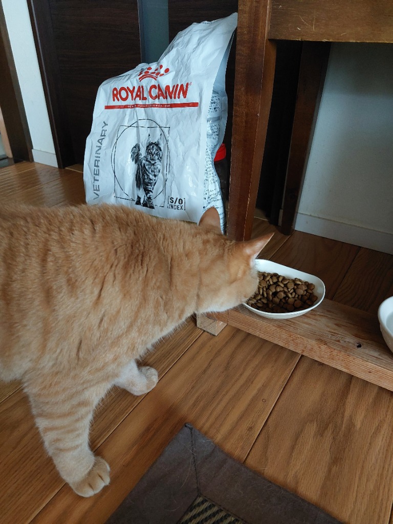 【2袋セット】ロイヤルカナン ユリナリーS/O 4kg ドライ　猫用　食事療法食 ロイヤルカナン 食事療法食 猫用 ユリナリーS/O オル