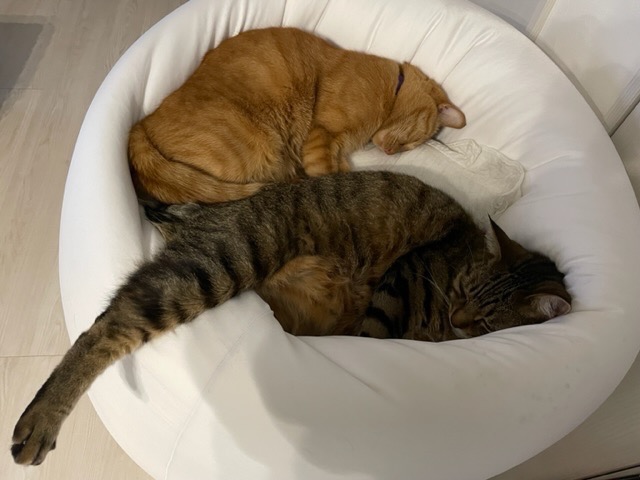 ロイヤルカナン 【2袋セット】ロイヤルカナン 食事療法食 猫用 ロイヤルカナン 【2袋セット】ロイヤルカナン 食事療法食 猫用