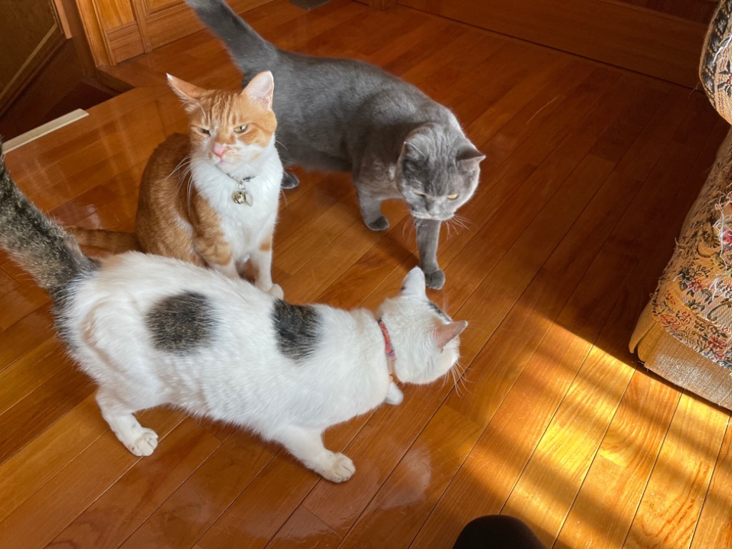 ロイヤルカナン 食事療法食 猫用 ユリナリーS/O オルファクトリー 