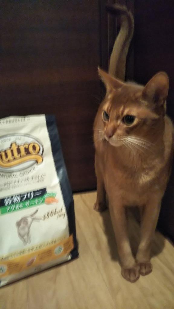 も*】様 ニュートロ　穀物フリー×2 個　室内猫用×1個 ニュートロ ナチュラルチョイス 穀物フリー アダルト サーモン