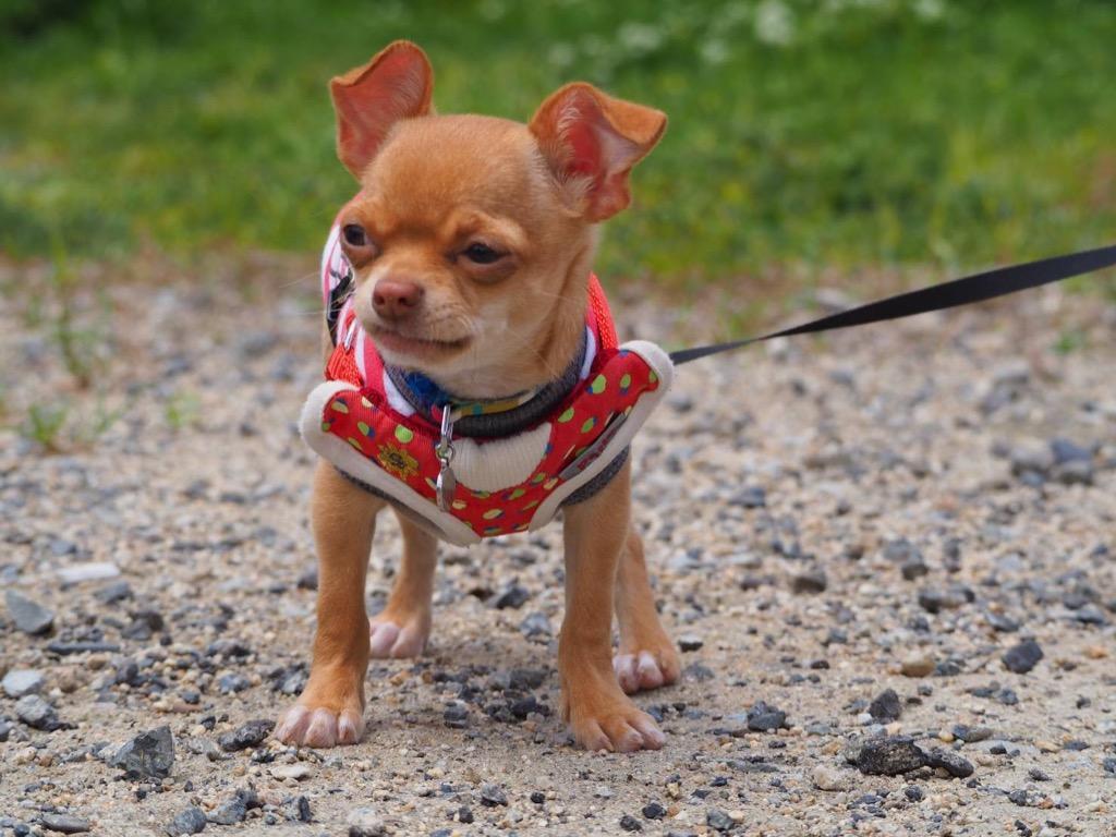 モエギタブ 犬猫用 100粒