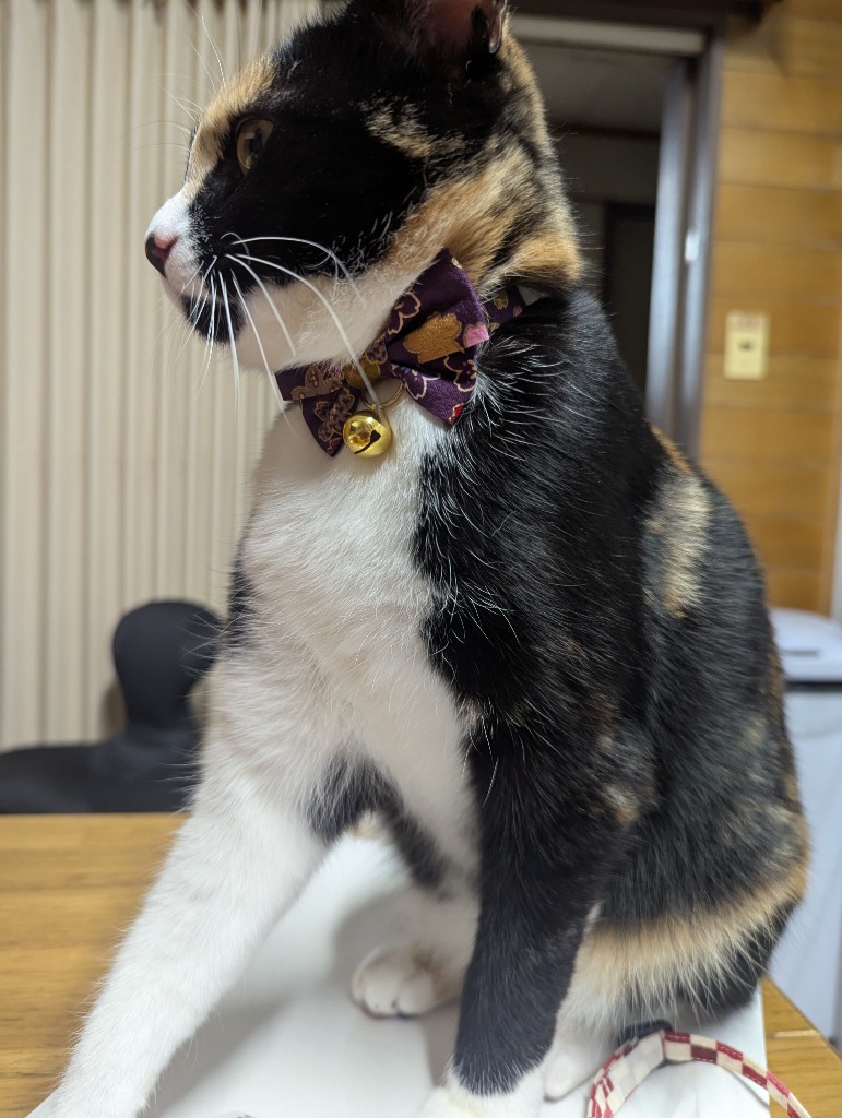 ☆水引・宝来鈴・ミニチュア・着物・吊るし飾り・ジャンピング猫・猫柄