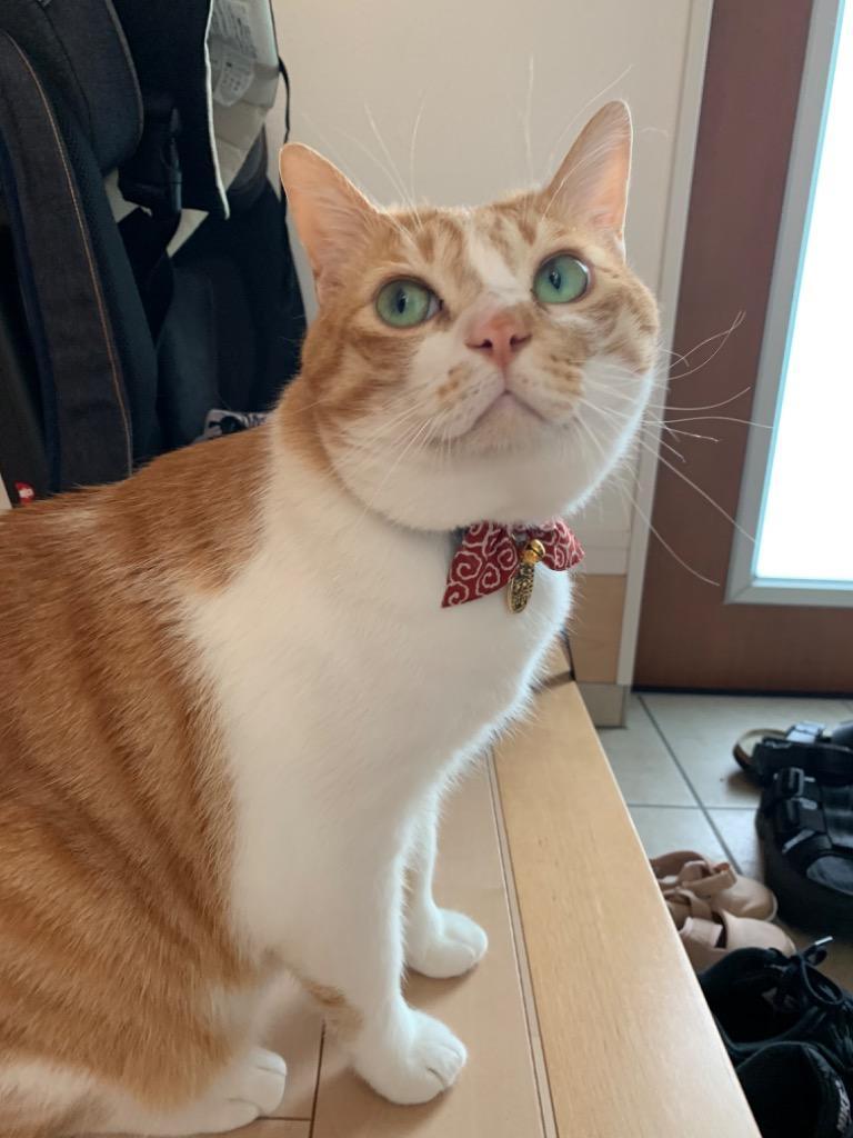 猫 首輪 「 猫に小判 」 ( 鈴 小判チャーム付き仕様 ) 唐草模様
