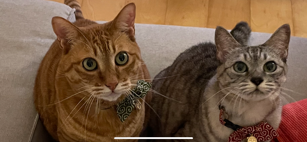猫 首輪 「 猫に小判 」 ( 鈴 小判チャーム付き仕様 ) 唐草模様