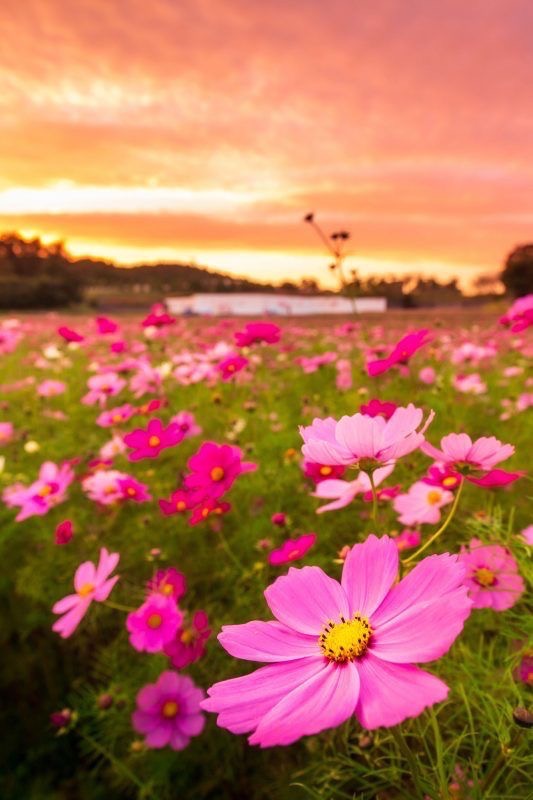 全体のレビュー画像 | 1-0