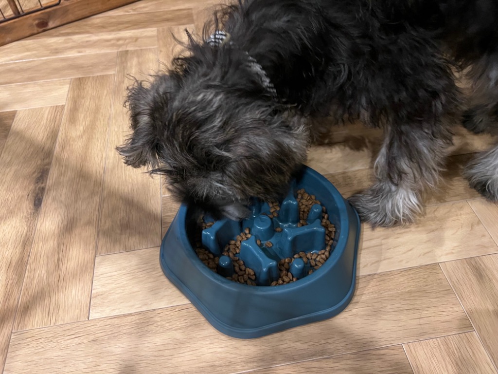 ニュートロ シュプレモ 子犬用 小粒 ( 3kg )/ シュプレモ ニュートロ シュプレモ 子犬用 小粒 ( 3kg )/ シュプレモ