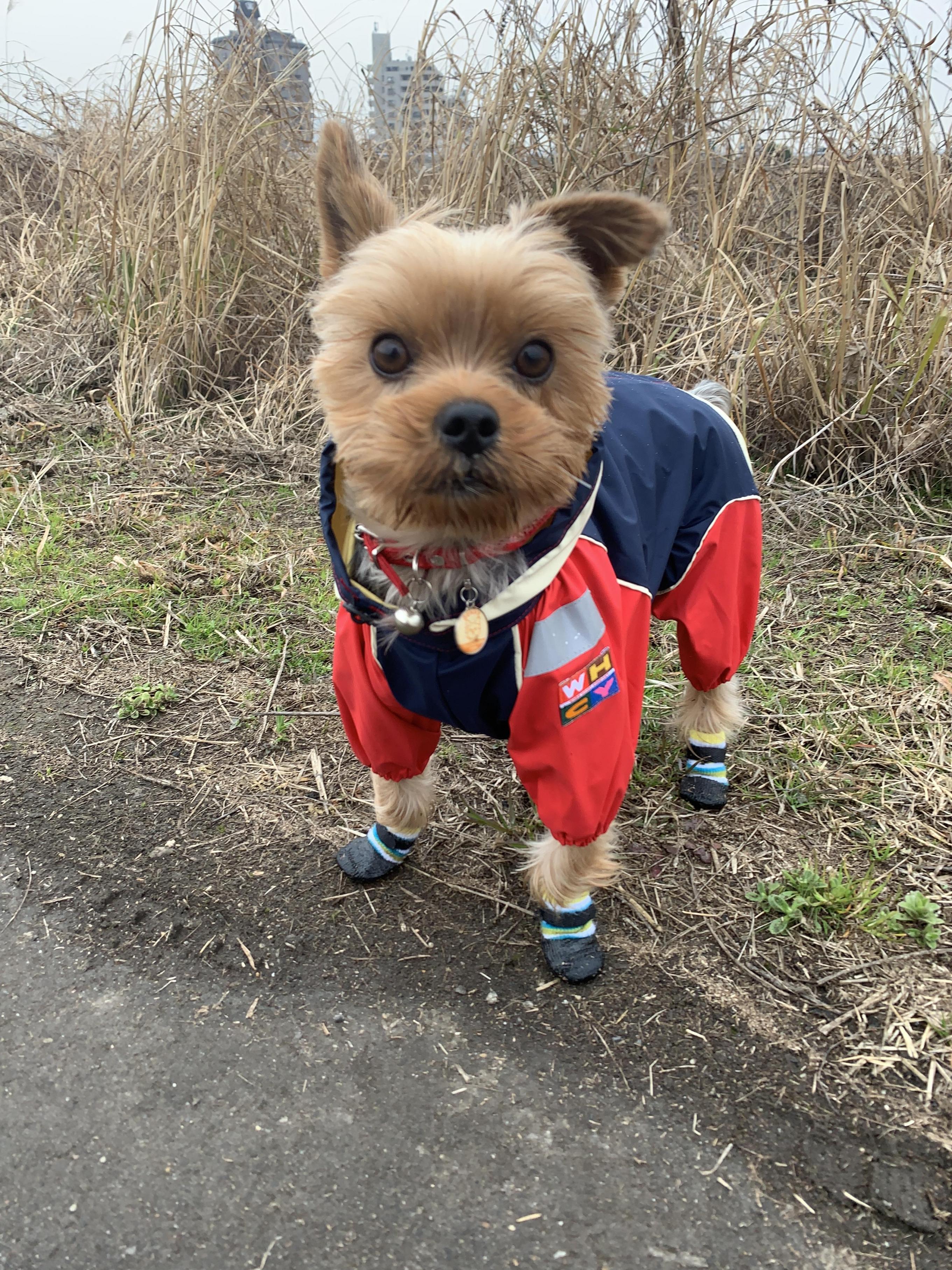 犬 レインコート 雨具 中型犬 ＪコートＢ２ ６号サイズ ウォームハート